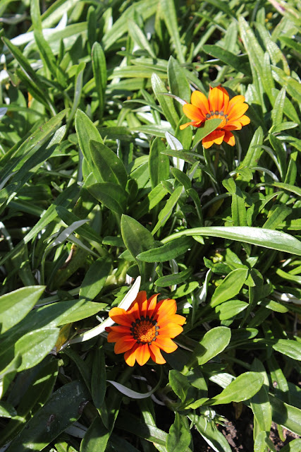Close up of orange flowers on plants