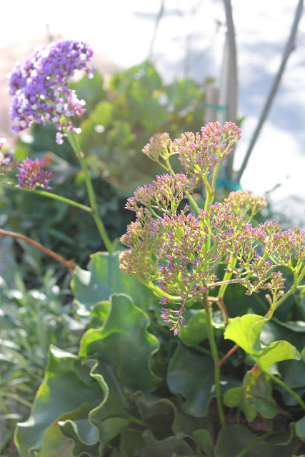 Small purple flowers on plant - 47