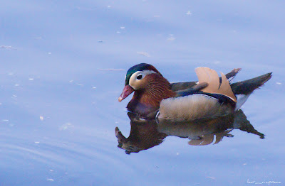 rata mandarin-wood duck