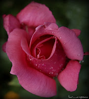 Trandafir Rose Rosa