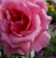 Trandafir Rose Rosa