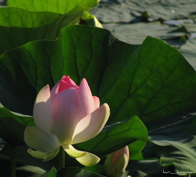 Flori de lotus Nelumbo nucifera Lotosblume