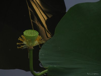 lotus fruit