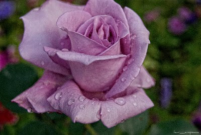 Trandafir Rose Rosa