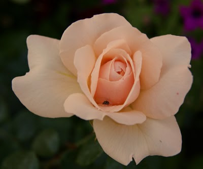 trandafir-rose-rosa-floare-flower