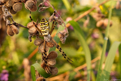 Păianjen viespe-Argiope bruennichi-Wasp spider-Araña avispa-Tigerspinne-Darázspók 