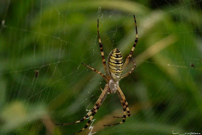 Păianjen viespe-Argiope bruennichi-Wasp spider-Araña avispa-Tigerspinne-Darázspók 