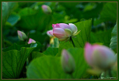 Nelumbo_nucifera|lotus|floaredelotus|lotusflower|Lotosblume|λωτόςλουλούδι|fiorediloto|flordelótus|flordeloto|lótuszvirág