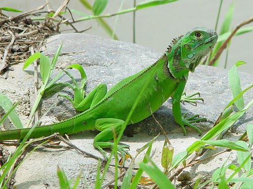 iguana semne de pierdere în greutate)