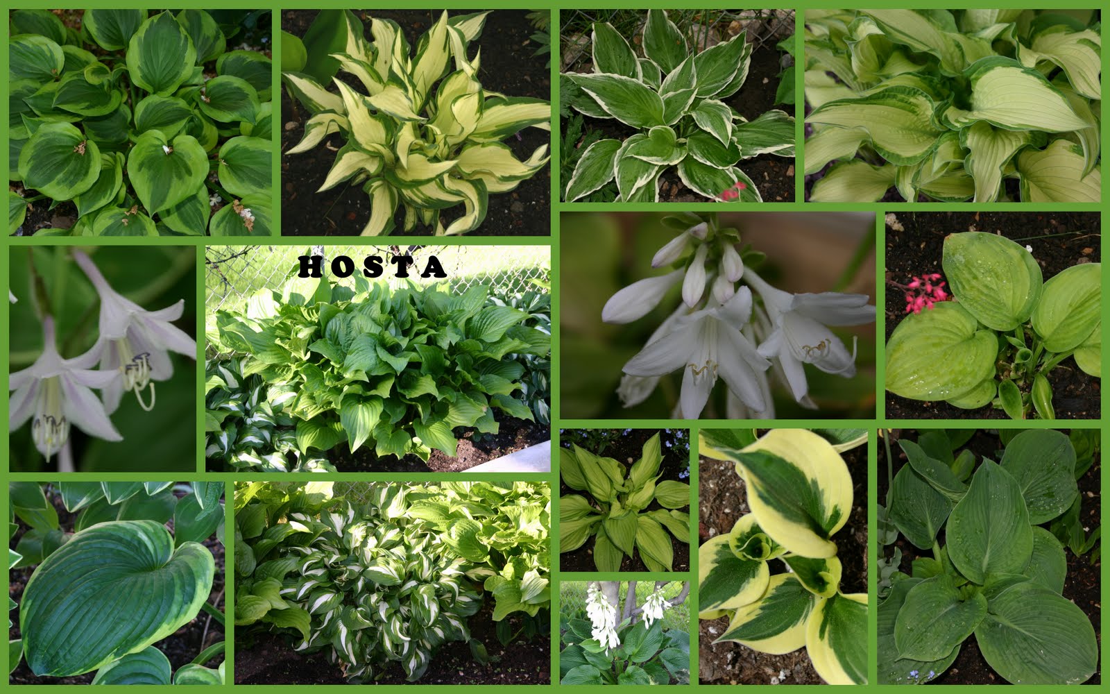 HOSTA - LUSH MOUNDS OF BEAUTIFUL FOLIAGE FOR THE SHADE - Sowing the Seeds