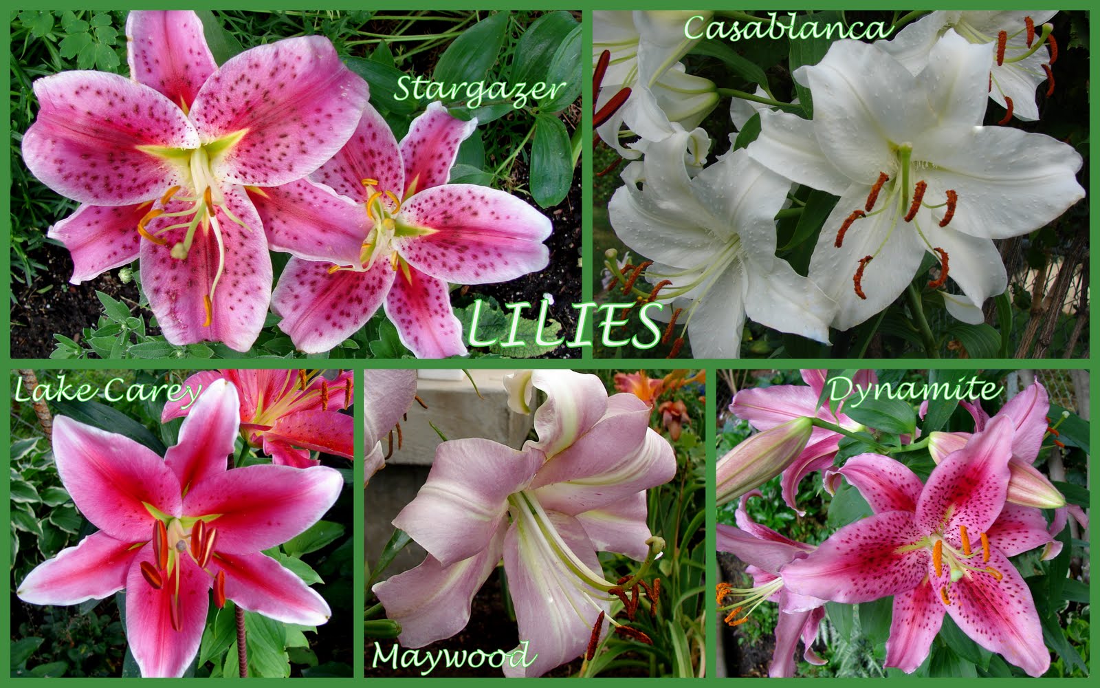 ORIENTAL LILIES-POPULAR, SHOWY, LATE BLOOMING HYBRIDS - Sowing the Seeds
