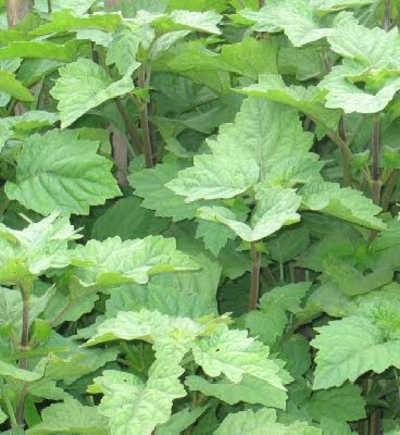 BUDIDAYA NILAM Panduan Budidaya Agro