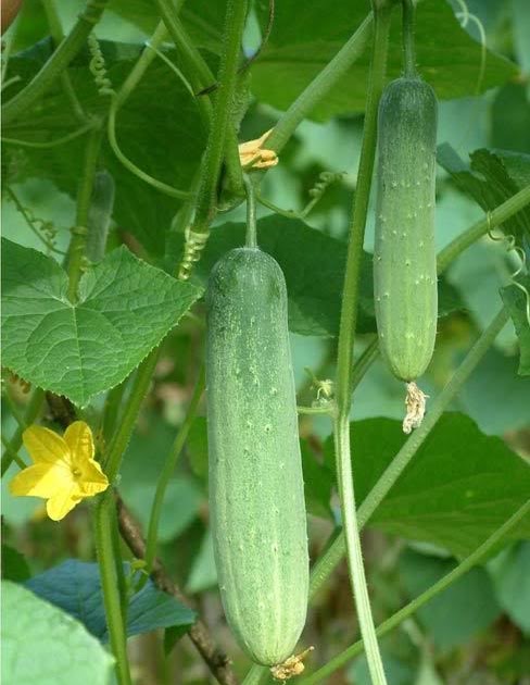 BUDIDAYA MENTIMUN ~ Panduan Budidaya Agro