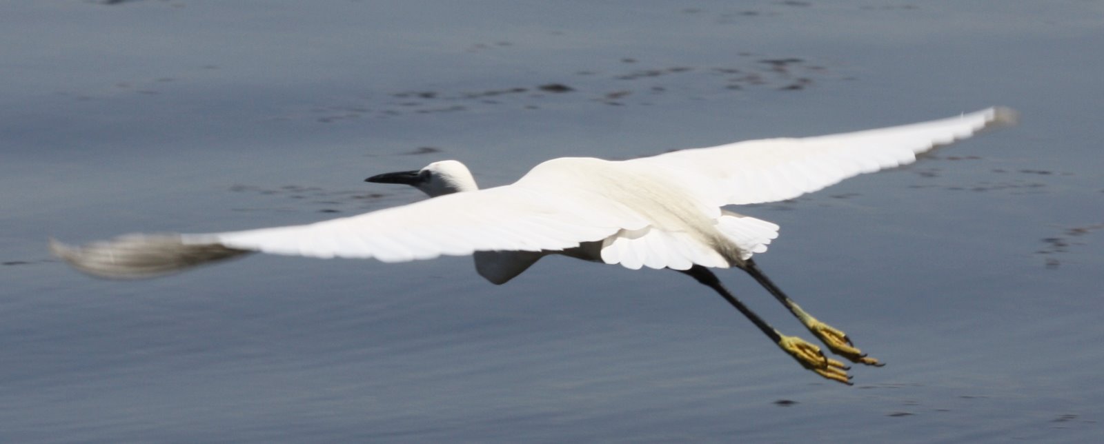 Birding in Egypt March birds near the Nile Luxor Egypt