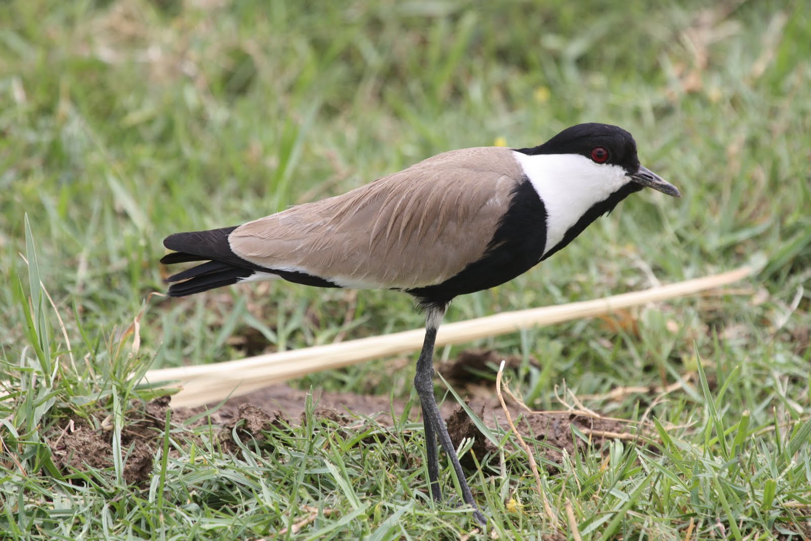 egypt wildlife 2 1st may birds in Luxor Egypt