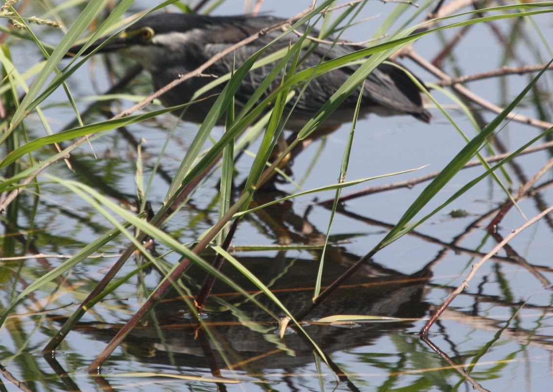 Birding in Egypt: 3/5/10 birds on the river Nile