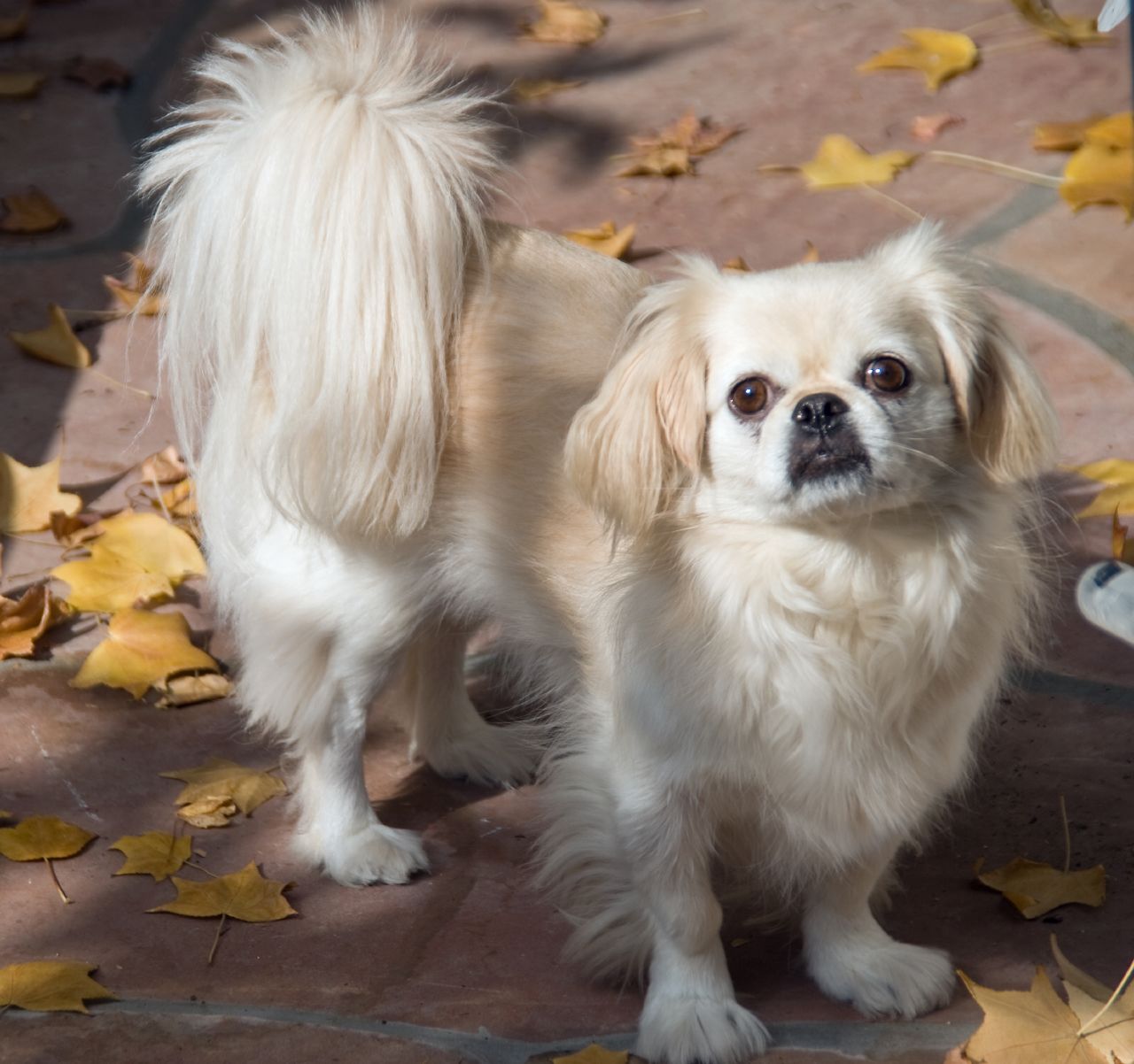 Buy Pekingese Puppies For Sale In Utah USA