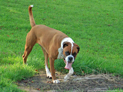 Boxer Boxing Dogs | Top Dog Directory