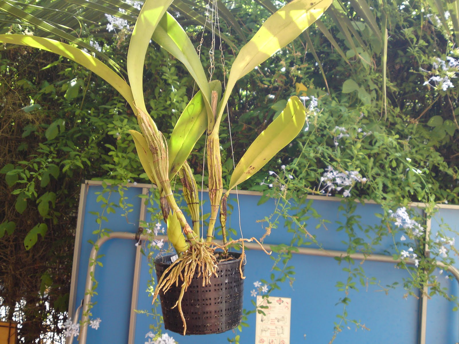 mi coleccion de orquideas: Mi pequeña coleccion de orquideas