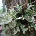 Lichens