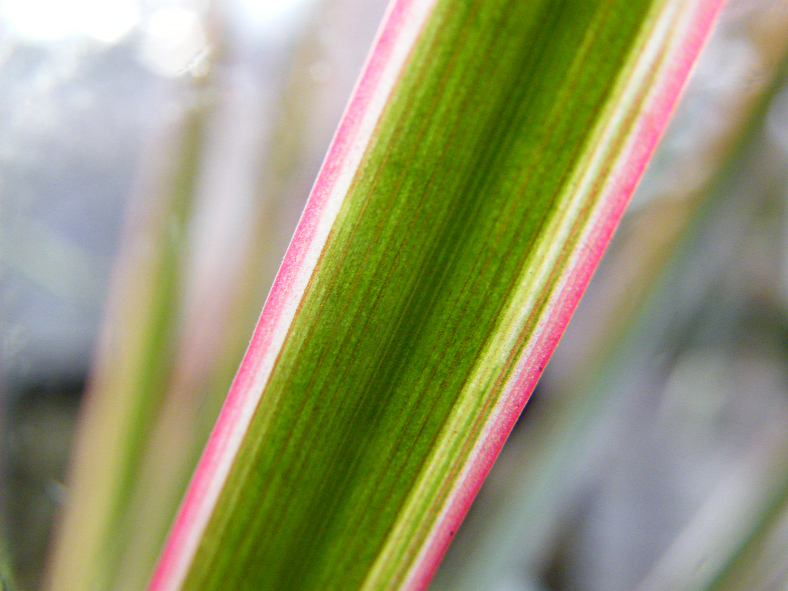 FLOWERING VINES SAFE FOR CATS, SAFE CATS FLOWERING FOR VINES, flowering vines