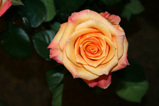Latin Beauty Roses 69