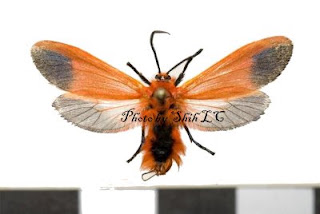 臺灣蛾訊 MOTHS of Taiwan: Phauda flammans (Walker, 1854) 朱紅榕蛾