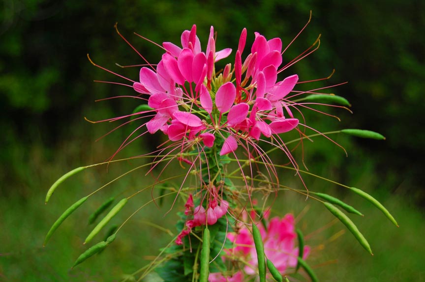[cleome.jpg]