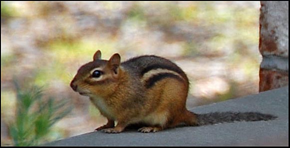 [chipmonk+close.jpg]