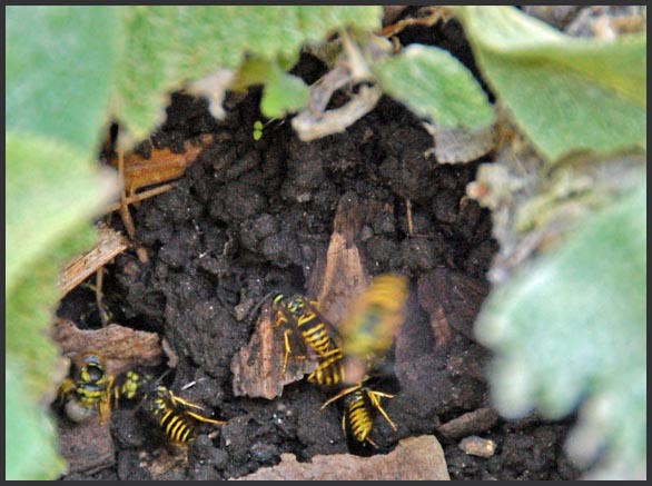 [underground+bees+nest.jpg]