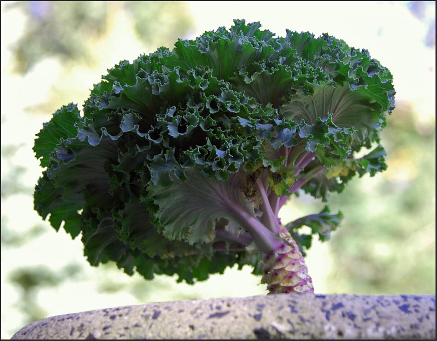 [purple+kale.jpg]