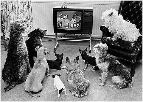 [dogs_watching_tv.jpg]