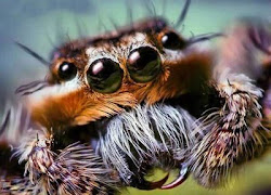 spiders spider eyes jumping funny ugly dangerous looking xcitefun mimicry salticidae roasted cheezburger