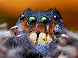 spider eyes jumping spiders face ugly macro animals via phidippus right