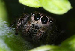 spider eyes jumping spiders 2009 reactions ugly face