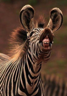 What the heck does the z in lolz mean,  Laugh out loud. zebras ?