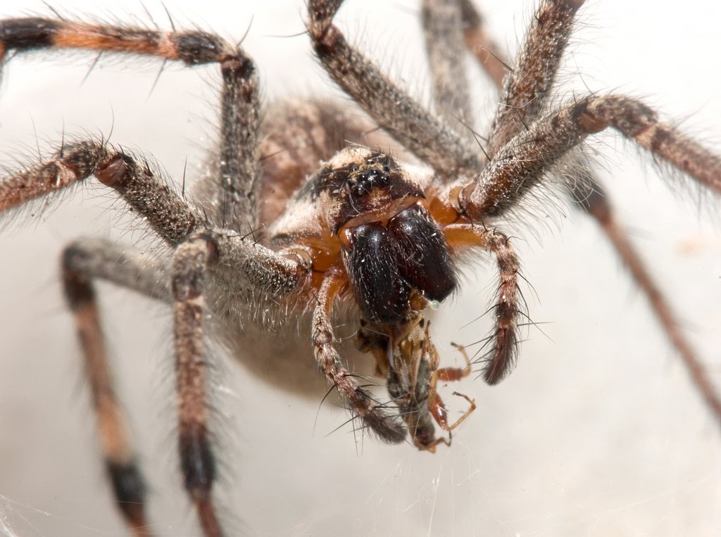Spiders pictures. Сиднейский лейкопаутинный паук. Северный древесный воронковый паук. Травяной паук воронковый Agelenidae. Паук воронковый Тарантул.