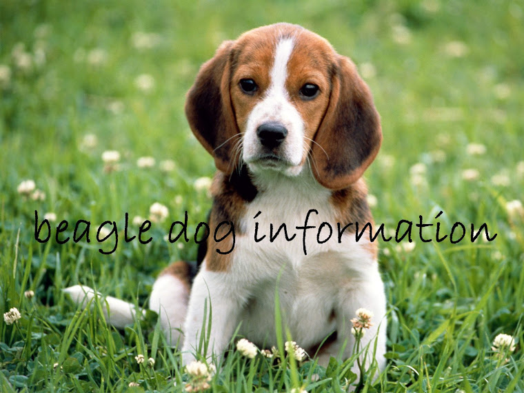 beagle dog information