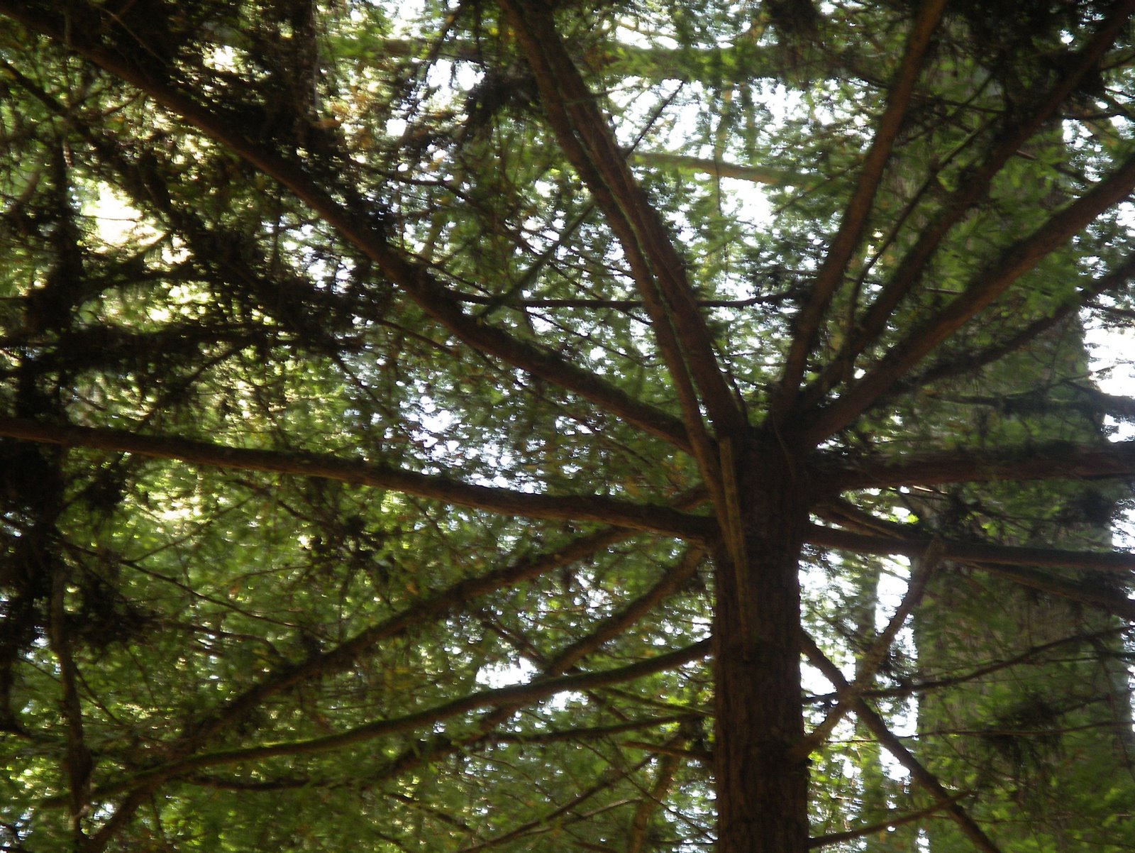 [ManyBranches.JPG]