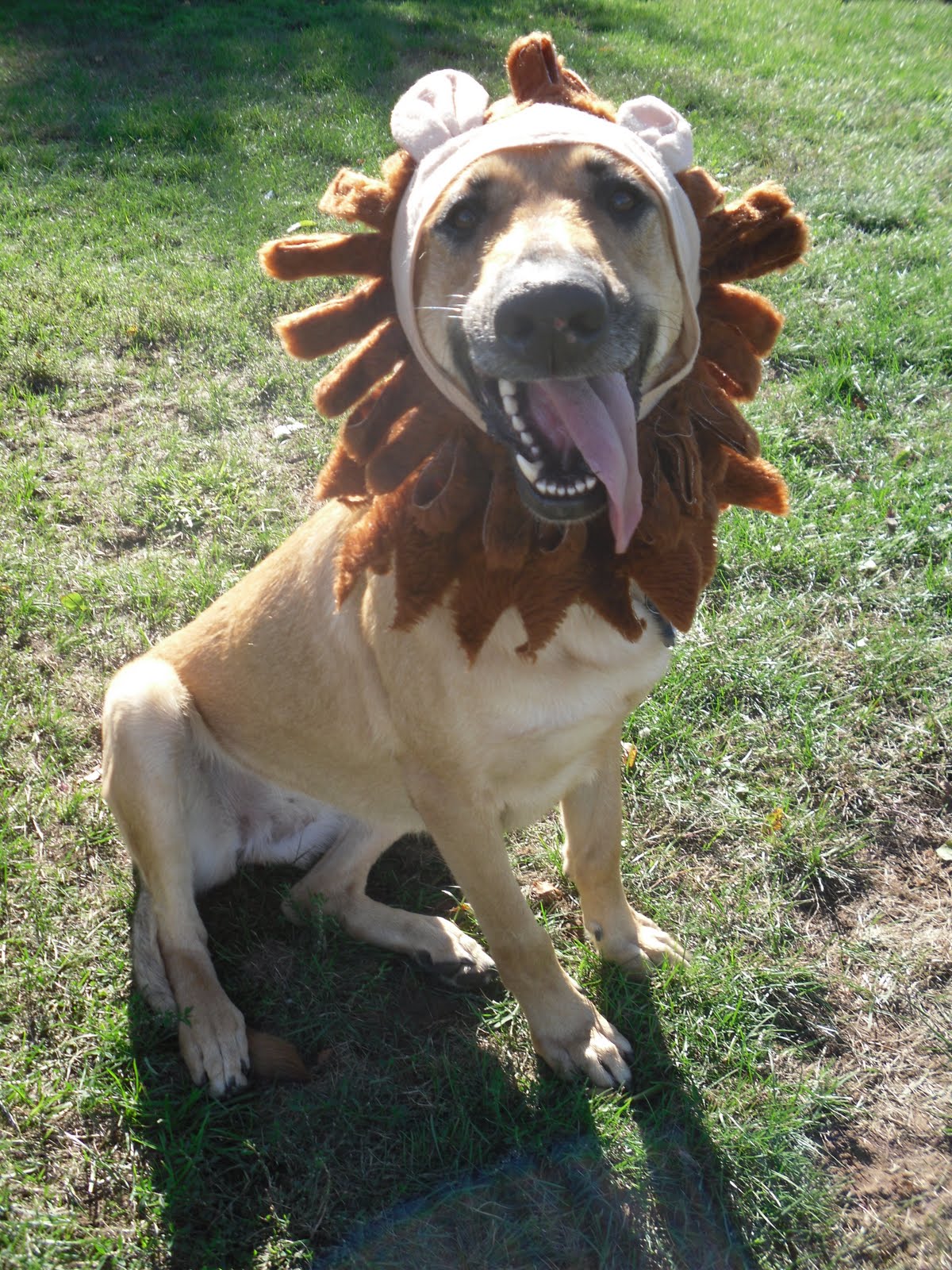 For The Love Of Shar Pei Doggie Dress Up!