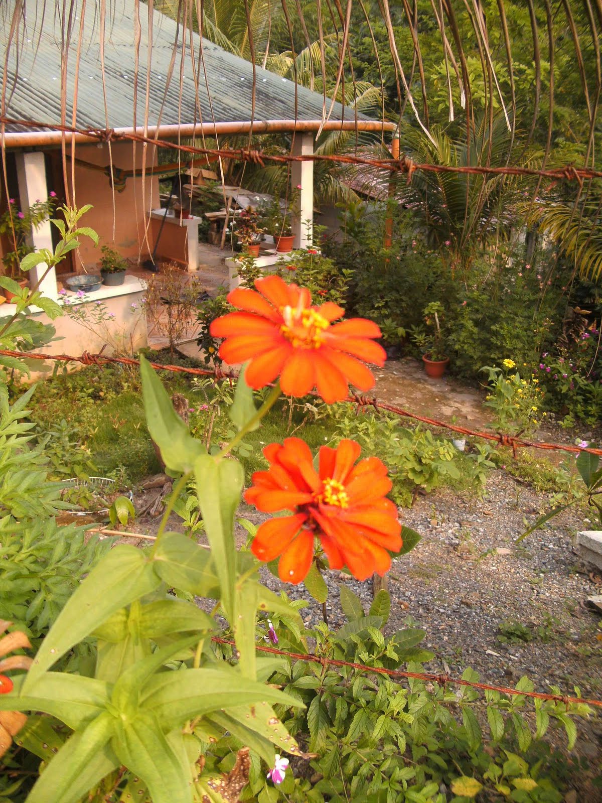 INED Colonia San Manuel