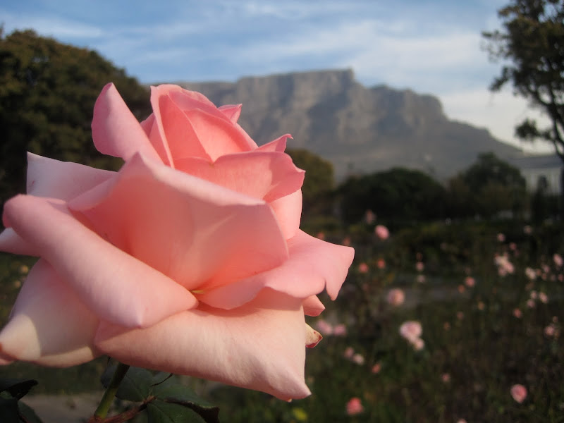 table mountain rose