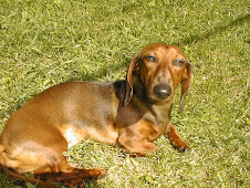 Princess Leia