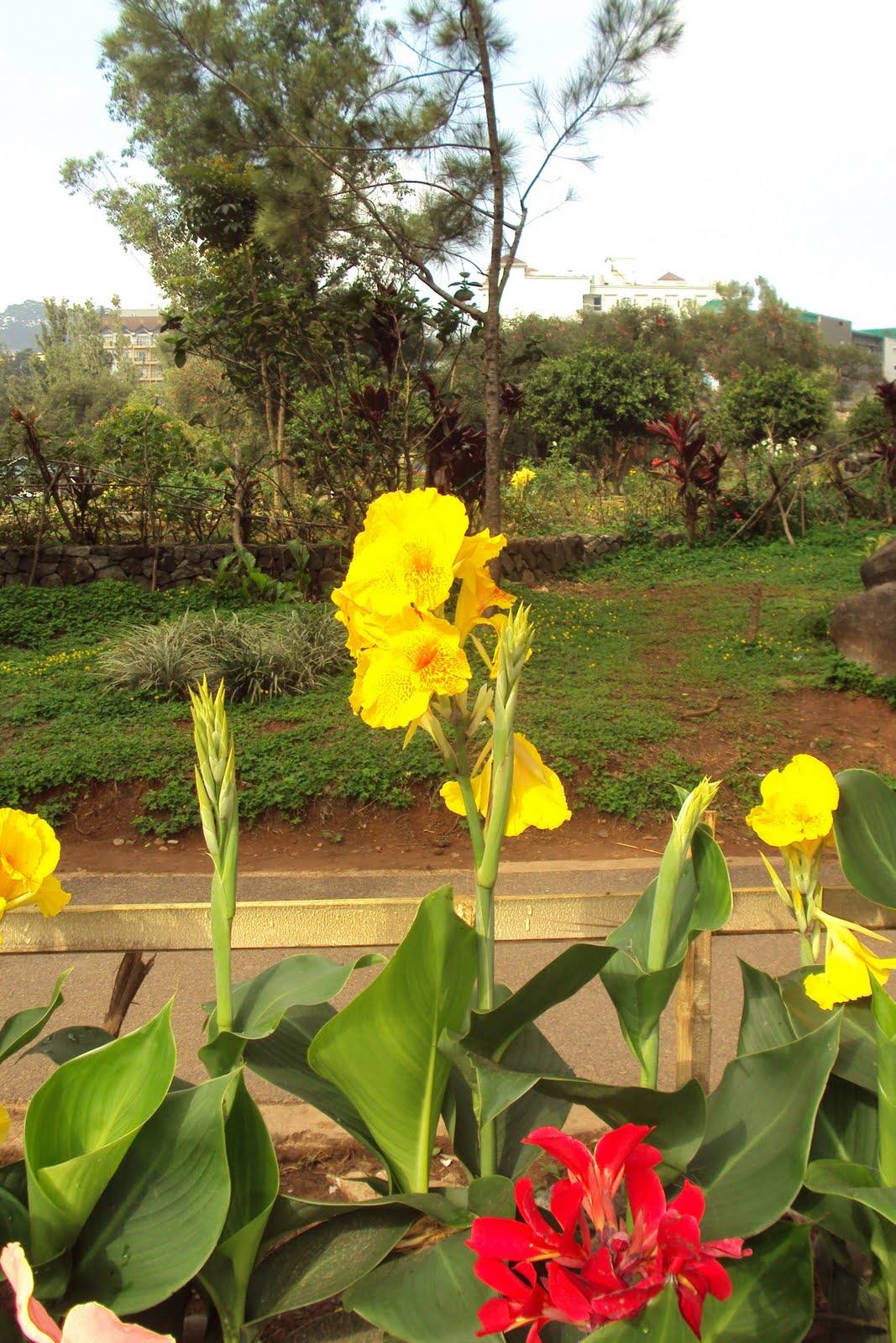 Orchids and other Variety of Flowers Bandera Española 2