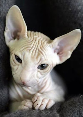 Pin by Karen Twitch on Animals | Cute hairless cat 