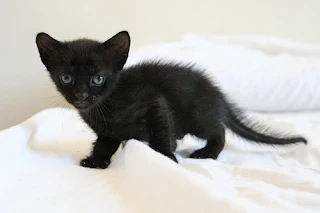 picture of sleeping cat - black kitten