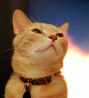cat with collar