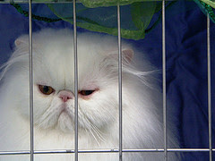 Persian cat at cat show