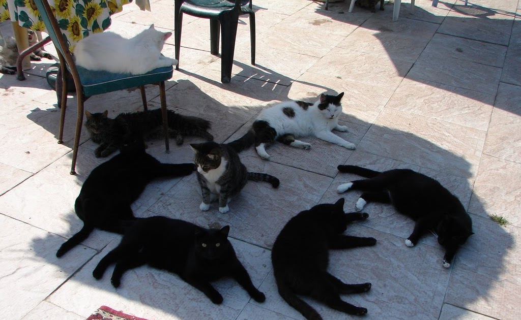 A Clowder of Cats in the Shade