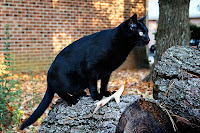 bombay cat of the Asian cat group